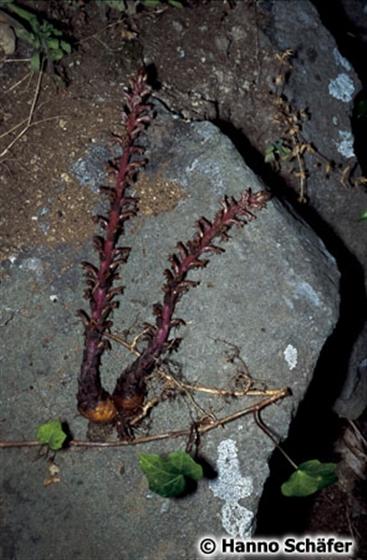 Root; stem; inflorescence / © Hanno Schaefer