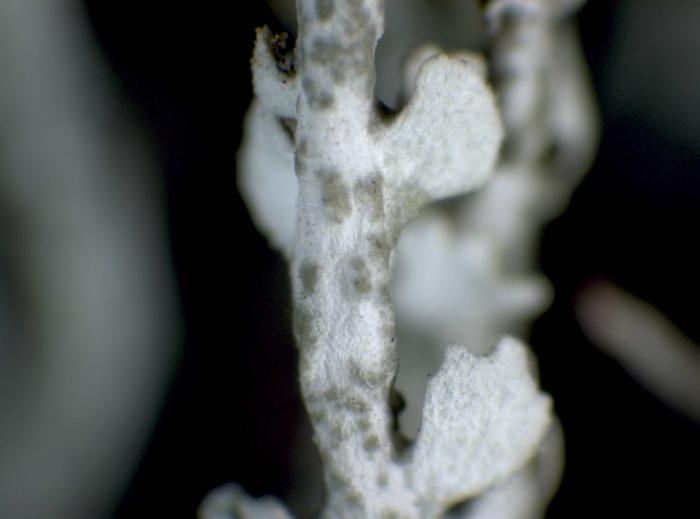 Detail of branch with squamules / © Pier Luigi Nimis