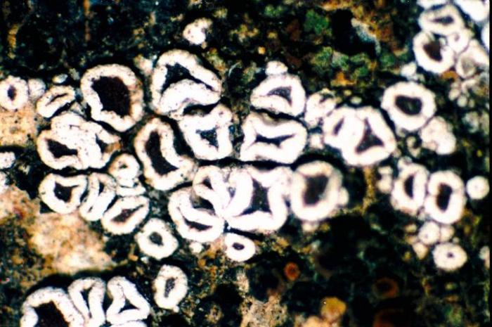 Photograph of a herbarium specimen taken through a dissecting microscope, x40 showing apothecia with brown disks and thick white margins, specimen is now in the Lichen Herbarium of the New York Botanical Garden. / © Ed Uebel