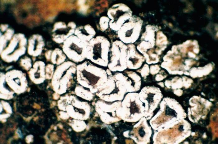Photograph of a herbarium specimen taken through a dissecting microscope, x40 showing apothecia with brown disks and thick white margins, specimen is now in the Lichen Herbarium of the New York Botanical Garden. / © Ed Uebel
