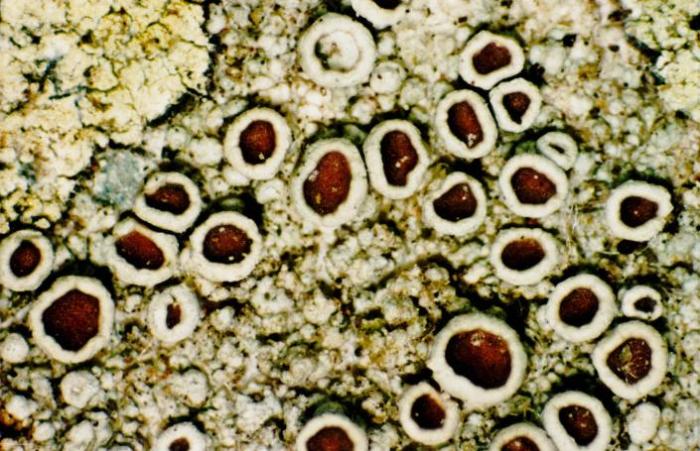 Photograph of a herbarium specimen taken through a dissecting microscope (x25), showing apothecia with reddish-brown to dark brown disks and smooth rims. Spot tests on the thallus: PD+ red, K+ yellow, C-. / © Ed Uebel