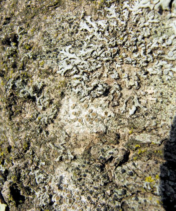 With several other lichens / © Andrea Moro