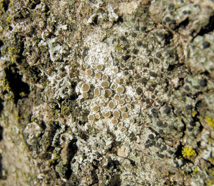 With several other lichens / © Andrea Moro