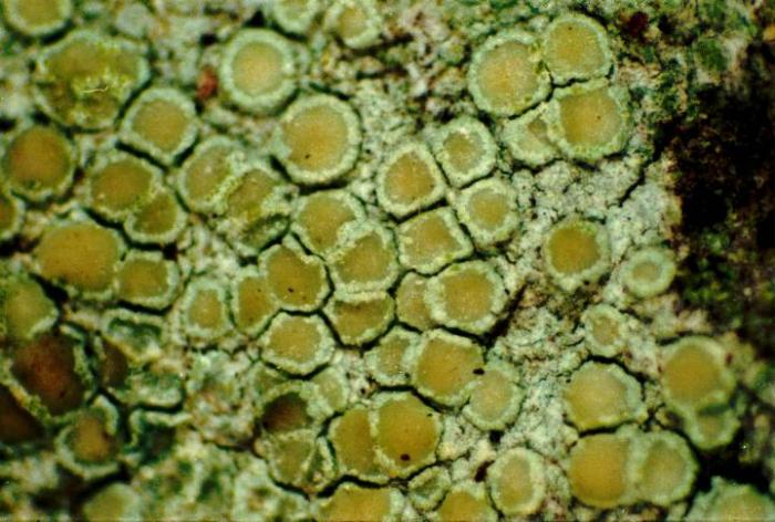 Photograph of a herbarium specimen taken through a dissecting microscope (x40) showing a pale yellowish green thallus with small, waxy light yellow apothecia. Chemical spot tests of thallus and apothecial section: PD-, K-, KC+ yellow, C- (usnic acid & zeo / © Ed Uebel
