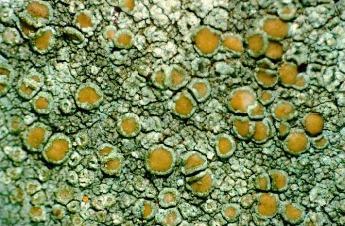 Photograph of a herbarium specimen taken through a dissecting microscope (x20) showing a pale yellowish green thallus with small, waxy light yellow apothecia. Chemical spot tests of thallus and apothecial section: PD-, K-, KC+ yellow, C- (usnic acid & zeo / © Ed Uebel