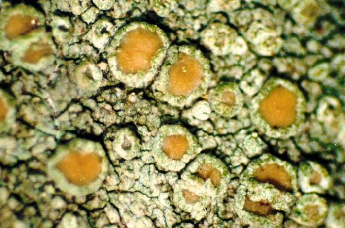 Photograph of a herbarium specimen taken through a dissecting microscope (x40) showing a pale yellowish green thallus with small, waxy light yellow apothecia / © Ed Uebel