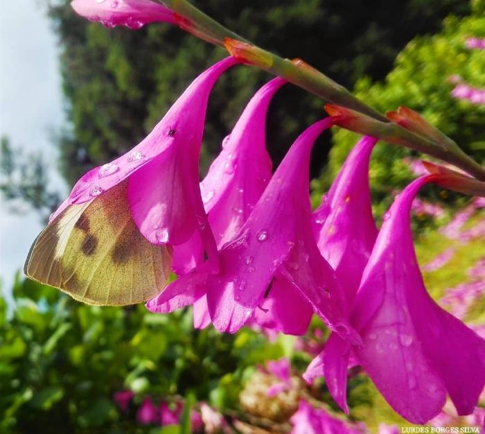 Borboleta Pieris brassicae azorensis em flor de Watsonia borbonica / © Lurdes Borges Silva