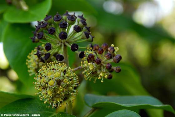 Inflorescence; fruit / © Paulo Henrique Silva