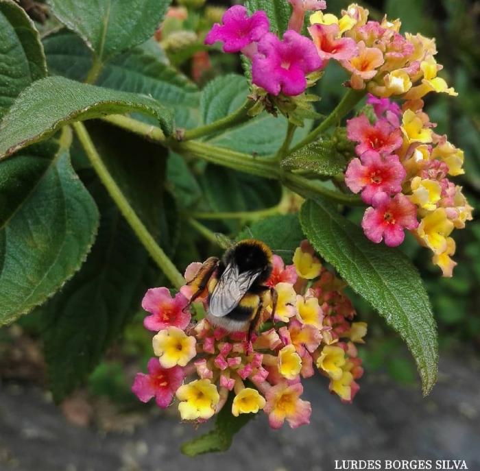 Bumblebee Bombus terrestris on Lantana Camara flower / © Lurdes Borges Silva