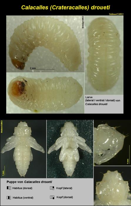 Larva and Pupa / © Stüben, P.