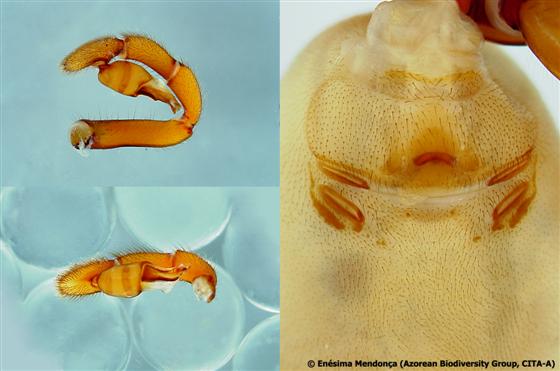 Male pedipalp/Female epigene / © Enésima Mendonça