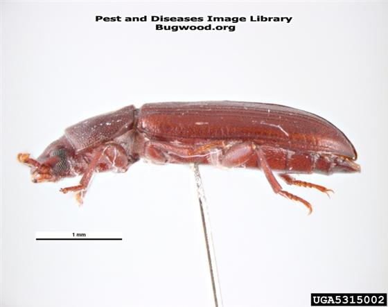 © Pest and Diseases Image Librar