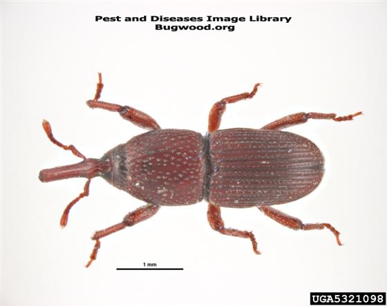 © Pest and Diseases Image Librar