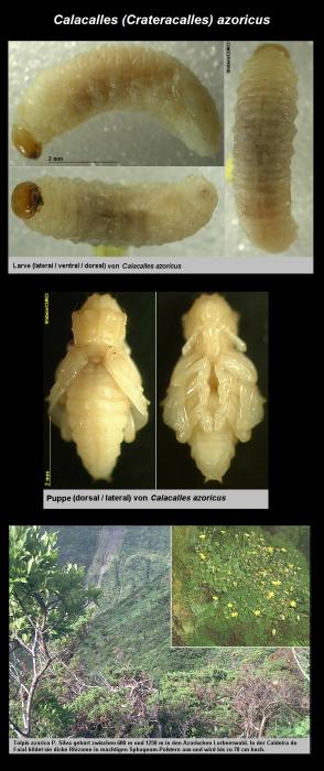 Larva and Pupa / © Stüben, P.