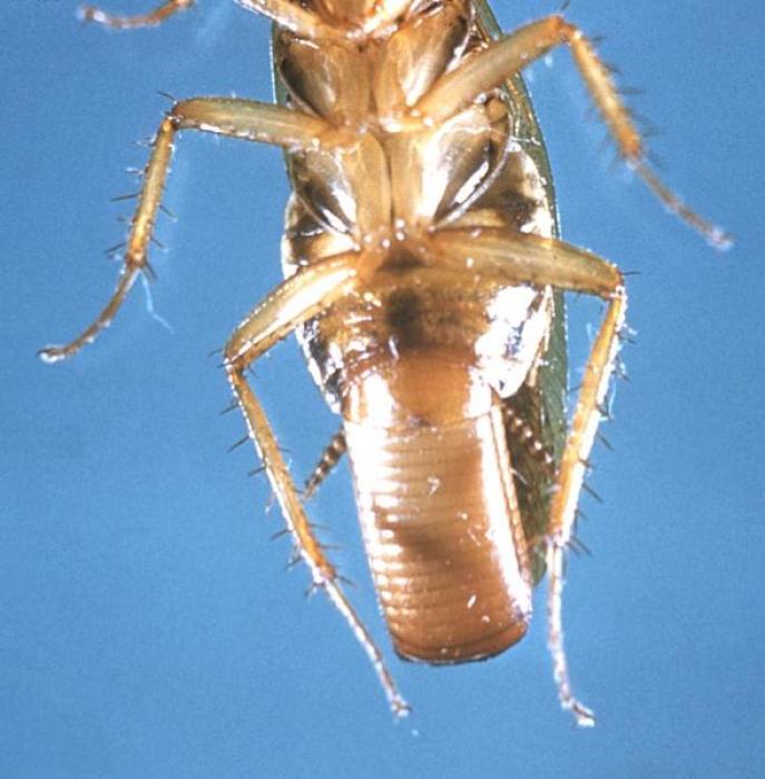 Female Blatella_germanica with ootheca, taken from the Public Health Image Library (PHIL) of the Center of Desease Control (ID#:6321) / © Achim Raschka