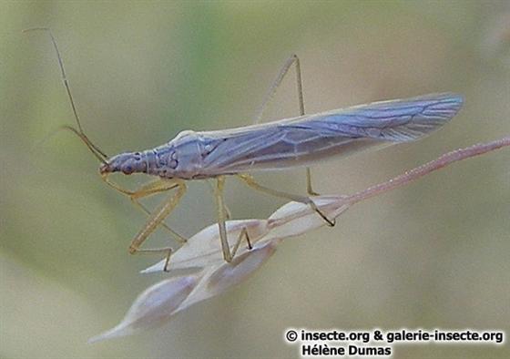 &copy; Hélène Dumas