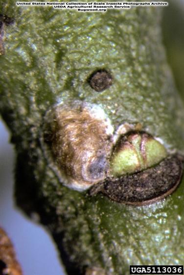 © United States National Collection of Scale Insects Photographs Archive USDA Agricultural Research