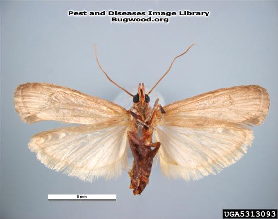 © Pest and Diseases Image Library