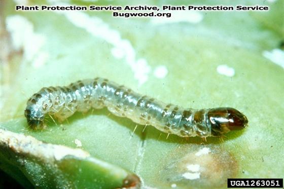 © Plant Protection Service Archive