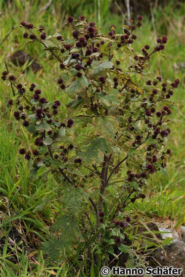 Caule; folhas; inflorescência / © Hanno Schaefer