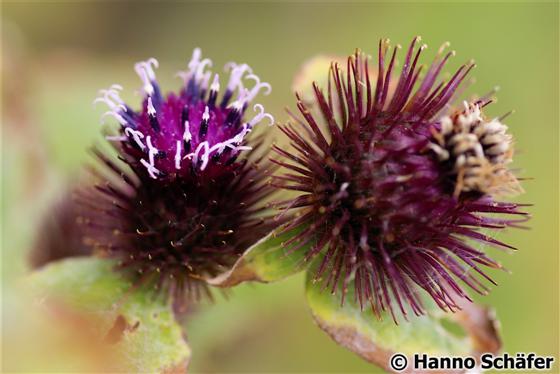 Inflorescência / © Hanno Schaefer