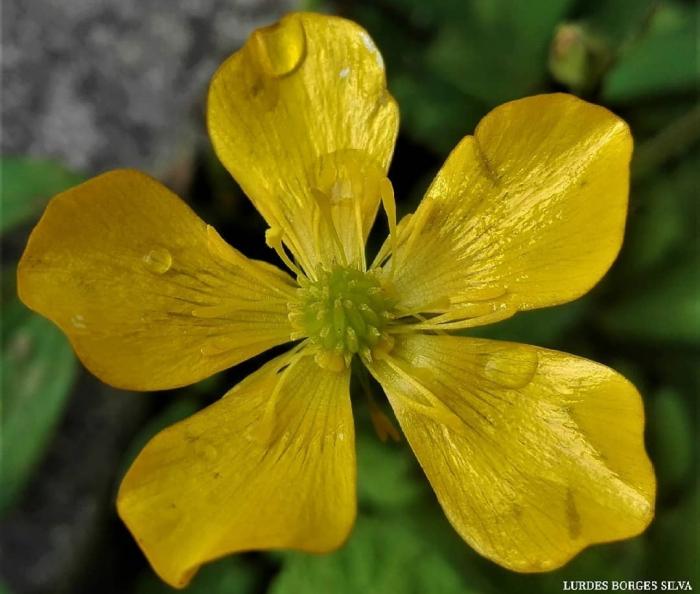 © Lurdes Borges Silva