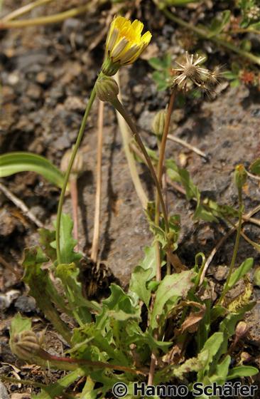 Hedypnois rhagadioloides (L.) F.W.Schmidt subsp. rhagadioloides
