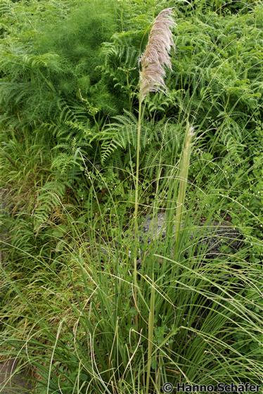 Cortaderia selloana Asch. & Graebn.