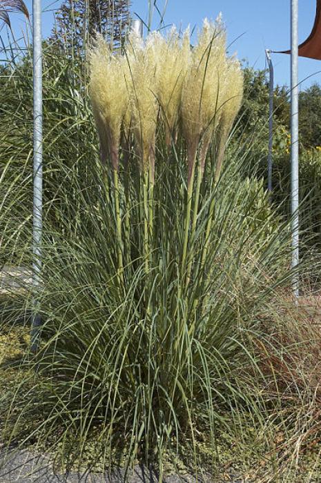 Cortaderia selloana Asch. & Graebn.