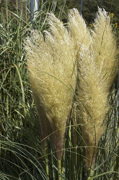 Cortaderia selloana Asch. & Graebn.