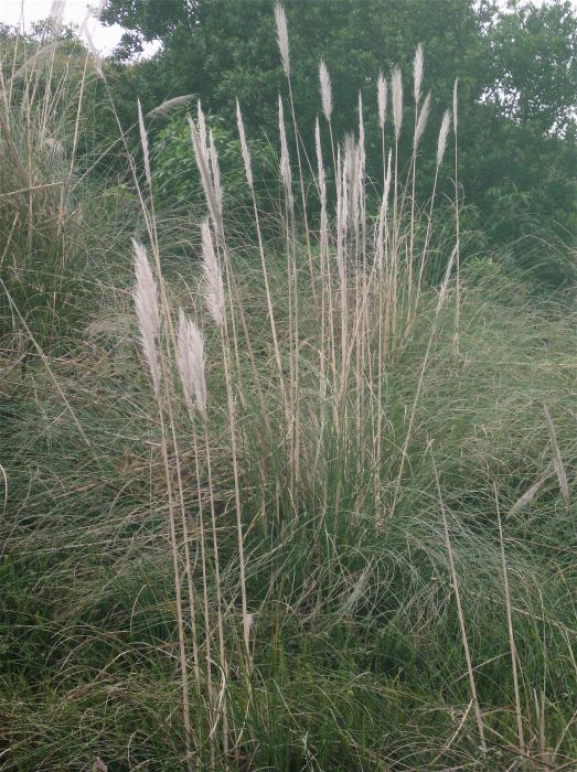 Cortaderia selloana Asch. & Graebn.