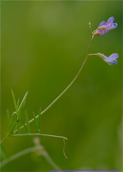 Tallo; hojas; inflorescencia / © Hanno Schaefer