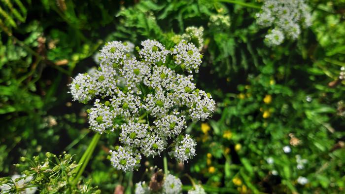 &copy; Rui Bento Elias