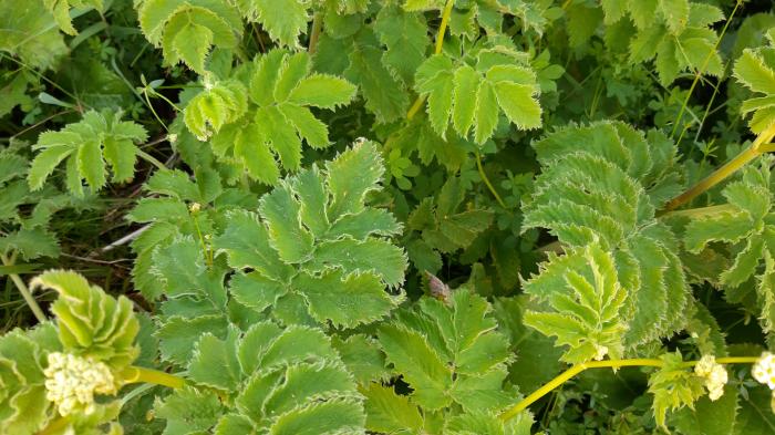 &copy; Rui Bento Elias