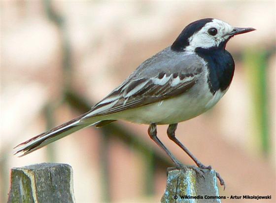 © Artur Mikolajewski