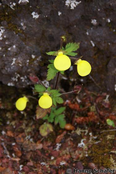 Calceolaria tripartita Ruiz & Pav.