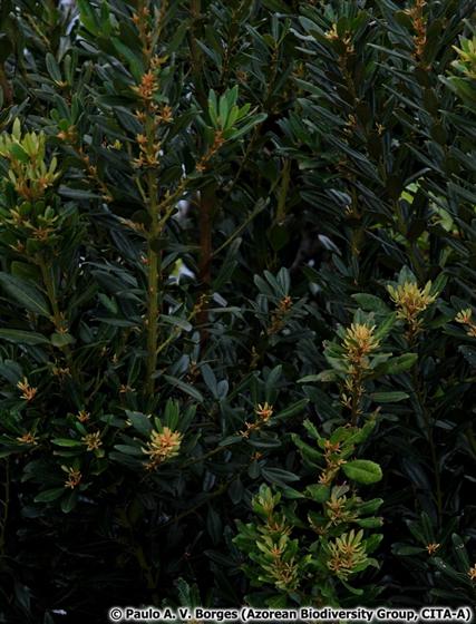 © Paulo A. V. Borges