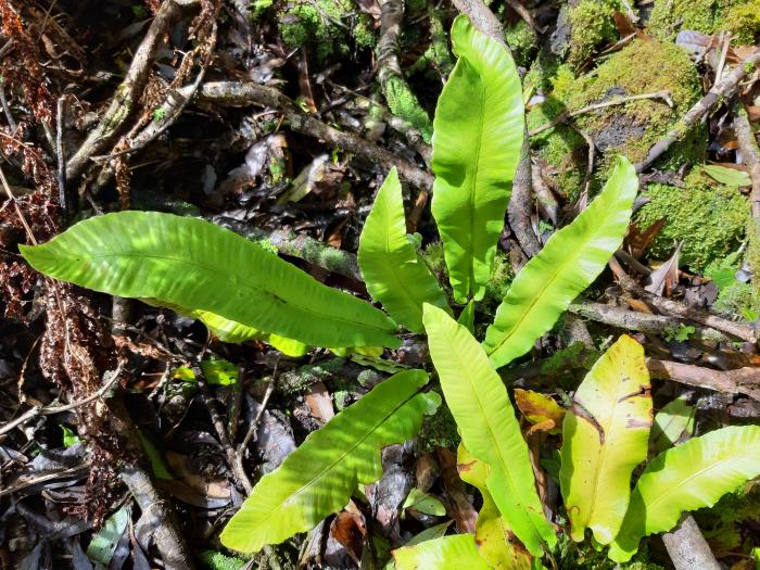 &copy; Rui Bento Elias