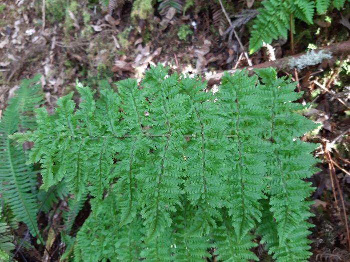 &copy; Rui Bento Elias