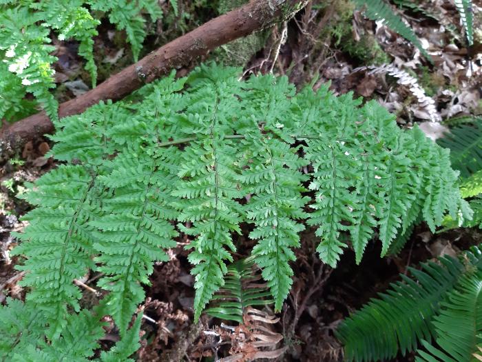 &copy; Rui Bento Elias