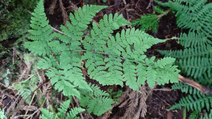 &copy; Rui Bento Elias