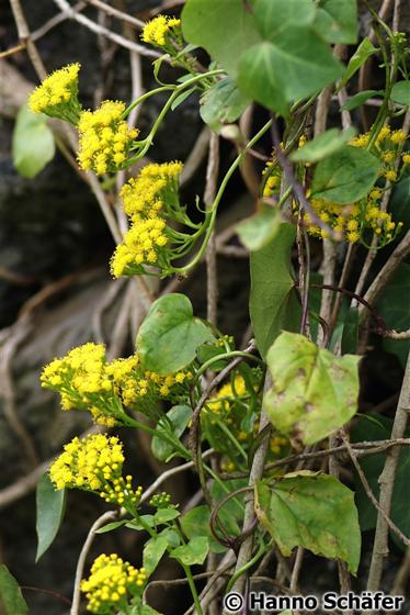 Hojas; inflorescencia / © Hanno Schaefer