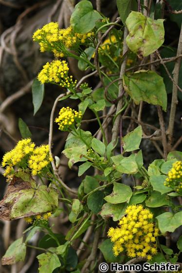 Hojas; inflorescencia / © Hanno Schaefer