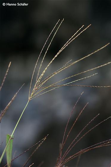 Digitaria ciliaris (Retz.) Koeler