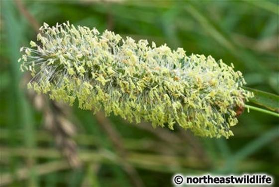 Phleum pratense L.