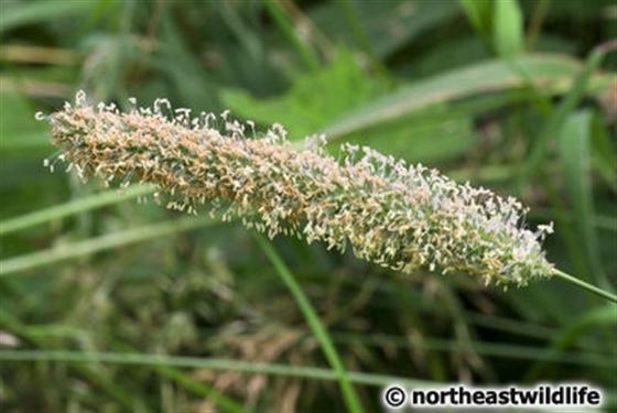 Phleum pratense L.