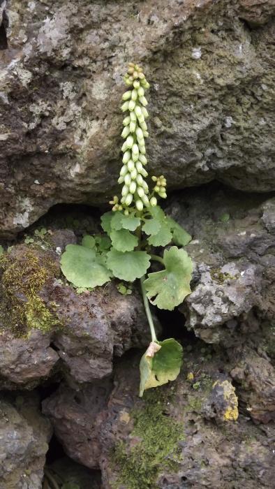 &copy; Fernando Pereira