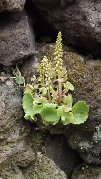 &copy; Fernando Pereira