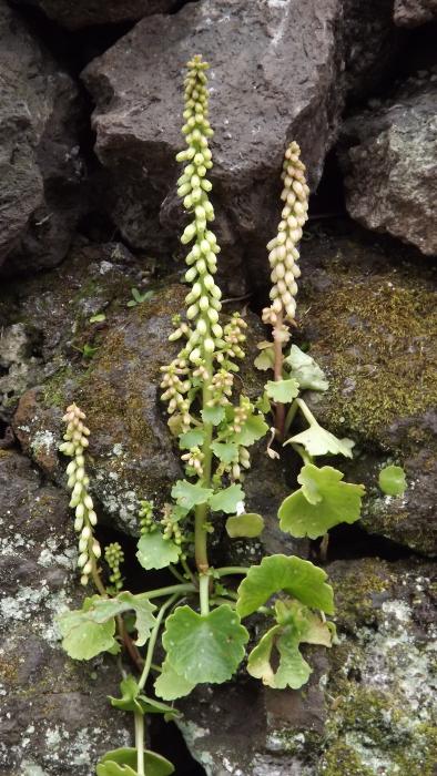 &copy; Fernando Pereira