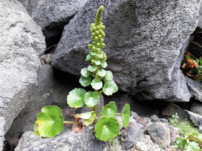 &copy; Rui Bento Elias